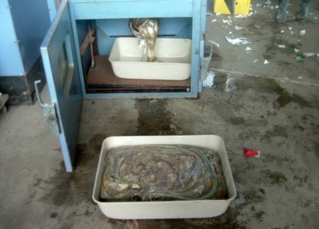 溶融後インゴット